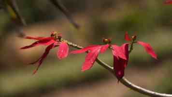 暴走黑料 - 刷屏背后的传播套路与理性吃瓜指南